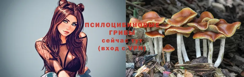 hydra зеркало  Железногорск  Галлюциногенные грибы MAGIC MUSHROOMS 